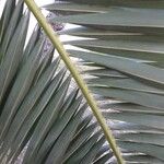 Phoenix canariensis Folha