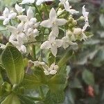 Galium rubioides Кветка