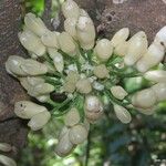 Oxera subverticillata Flower