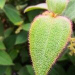 Miconia dependens Feuille