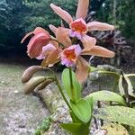Cattleya forbesii പുഷ്പം