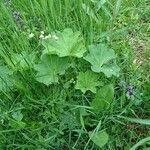 Alchemilla acutiloba Folio