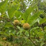 Cephalanthus occidentalis Ліст