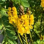 Senna didymobotrya Blüte