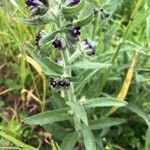 Anchusa officinalis花