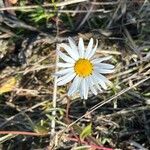 Leucanthemum ircutianumFlor