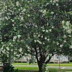 Lagerstroemia speciosa Habit