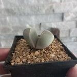 Lapidaria margaretae Hoja