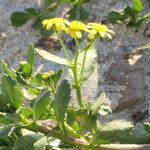 Senecio maritimus Lorea