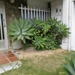 Agave attenuataHábito