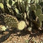 Opuntia littoralis List