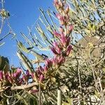 Kalanchoe grandidieri Flor