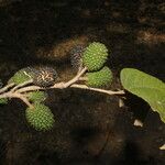 Guazuma ulmifolia Fruit