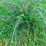 Cotoneaster franchetii পাতা