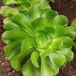 Aeonium undulatum Лист