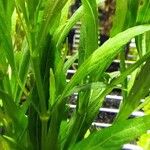 Hygrophila corymbosa List