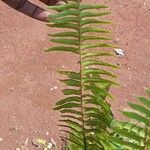 Nephrolepis brownii Lapas