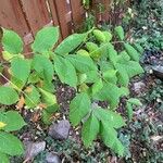 Fraxinus pennsylvanicaLeht
