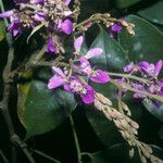Spirotropis longifolia Flor