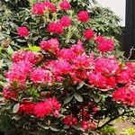 Rhododendron ferrugineum Natur