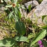 Centaurea phrygia 叶