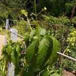 Cyclanthera pedata Leaf