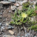 Hieracium berardianum Цвят