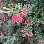 Grevillea rosmarinifolia ᱵᱟᱦᱟ