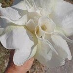 Gardenia jasminoides Цвят