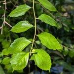Hibiscus grandidieri Yaprak