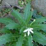 Hippobroma longiflora Агульны выгляд