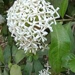Ixora finlaysoniana Квітка