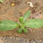 Calotropis gigantea Blatt