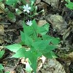 Stellaria nemorumBlomst