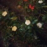 Catharanthus roseus Кветка