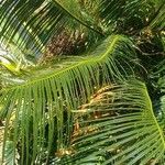 Cycas revolutaЛист