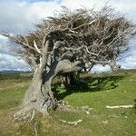 Nothofagus pumilio 其他