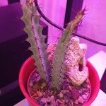 Euphorbia greenwayi Hoja