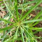 Cyperus laxus Yaprak