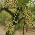 Terminalia prunioides Blüte