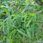 Leersia virginica Feuille