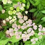 Thalictrum dioicum Hoja