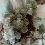 Cotula hispida Hoja