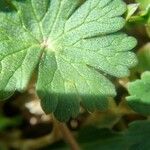 Geranium argenteum Leaf