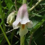 Sesamum sesamoides Blüte