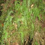 Hymenophyllum pectinatum
