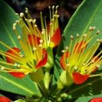 Xanthostemon aurantiacus Flor