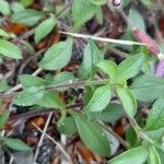 Saponaria ocymoides Blad