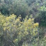 Senna artemisioides Blüte
