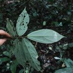 Duboscia macrocarpa Hoja